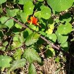 Tropaeolum majus habit picture by Perez F (cc-by-sa)