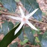 Ryania speciosa flower picture by Caldas da Costa Gabriel (cc-by-sa)