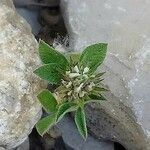 Trifolium glomeratum flower picture by Stéphane Mars (cc-by-sa)