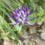 Phyteuma orbiculare flower picture by Frédéric Loyez (cc-by-sa)