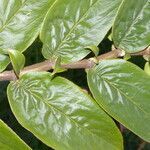 Columnea nicaraguensis leaf picture by Nelson Zamora Villalobos (cc-by-nc)