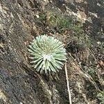 Saxifraga longifolia habit picture by Ramon Martorell Martorell (cc-by-sa)