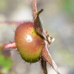 Rosa virginiana fruit picture by norbert verneau (cc-by-sa)