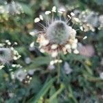 Plantago lagopus flower picture by Georgina Gomez Ferre (cc-by-sa)