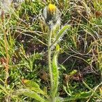 Hieracium piliferum leaf picture by René Burkhard (cc-by-sa)