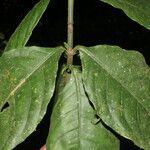 Aphelandra aurantiaca leaf picture by Nelson Zamora Villalobos (cc-by-nc)