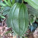 Miconia tschudyoides leaf picture by Maxime KUENY (cc-by-sa)