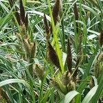 Carex acutiformis leaf picture by Michelle Goudail (cc-by-sa)