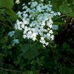 Sambucus nigra flower picture by Francesco Picasso (cc-by-sa)