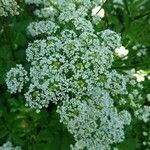 Chaerophyllum aromaticum flower picture by T.O.Bias (cc-by-sa)