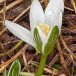 Ornithogalum corsicum flower picture by Martin Bishop (cc-by-sa)