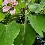 Bauhinia monandra flower picture by Arvind Kulkarni (cc-by-sa)