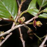 Ticodendron incognitum fruit picture by Nelson Zamora Villalobos (cc-by-nc)