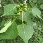 Triadica sebifera fruit picture by Bradley Wells (cc-by-sa)