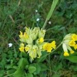 Primula veris flower picture by behe (cc-by-sa)