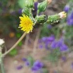 Crepis vesicaria flower picture by Thorwald Zaun (cc-by-sa)