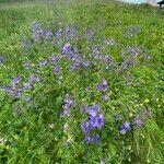 Polemonium caeruleum habit picture by Lennaert Steen (cc-by-sa)