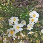 Cistus clusii flower picture by D. Manuel (cc-by-sa)