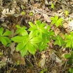 Medeola virginiana leaf picture by Deborah Lancaster (cc-by-sa)