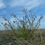 Senecio bayonnensis habit picture by francois tissot (cc-by-sa)