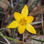 Crocus angustifolius flower picture by Мари (cc-by-sa)