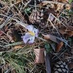 Crocus versicolor flower picture by Guillaume Coste (cc-by-sa)