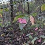 Euonymus atropurpureus fruit picture by Casey Harmon (cc-by-sa)