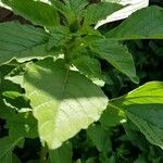 Amaranthus retroflexus leaf picture by FREDERIC FAURE (cc-by-sa)