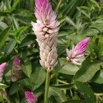 Celosia argentea flower picture by Banerjee Arindam (cc-by-sa)