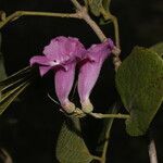 Fridericia costaricensis flower picture by Nelson Zamora Villalobos (cc-by-nc)