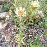 Carlina vulgaris flower picture by kikaso (cc-by-sa)