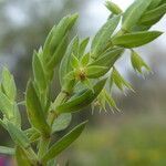 Lysimachia linum-stellatum flower picture by Llandrich anna (cc-by-sa)