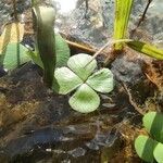 Marsilea minuta leaf picture by Augustin Soulard (cc-by-sa)