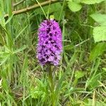 Dactylorhiza praetermissa leaf picture by Lisa HK (cc-by-sa)