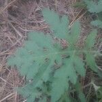 Parthenium hysterophorus leaf picture by Romani Marcelo (cc-by-sa)