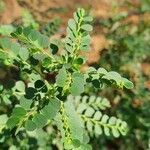 Phyllanthus fischeri leaf picture by susan brown (cc-by-sa)