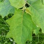 Solanum torvum leaf picture by Sudhanshu Kumar (cc-by-sa)