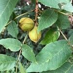 Juglans cinerea fruit picture by Raymond Carr (cc-by-sa)