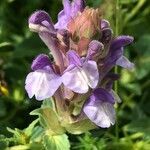 Scutellaria alpina flower picture by Jan Baeteman (cc-by-sa)