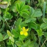 Potentilla simplex flower picture by Dev C (cc-by-sa)