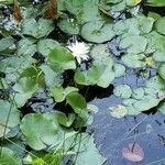 Nymphaea odorata leaf picture by Barbara Norman (cc-by-sa)