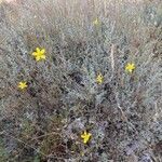 Cistus ocymoides habit picture by Prieta Javier (cc-by-sa)