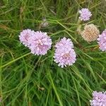 Armeria arenaria flower picture by Denis Denis LEBERT (cc-by-sa)