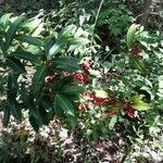 Ardisia crenata habit picture by Eli Small (cc-by-sa)