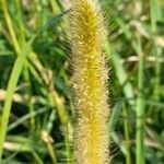 Setaria parviflora flower picture by Trap Hers (cc-by-sa)