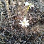 Narcissus serotinus flower picture by Luque carlos (cc-by-sa)