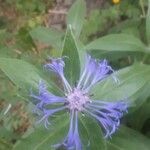 Centaurea montana flower picture by Bel Cairns (cc-by-sa)