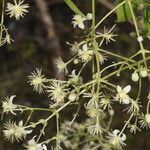 Clematis guadeloupae flower picture by Nelson Zamora Villalobos (cc-by-nc)