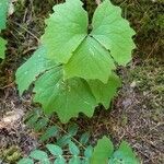 Achlys triphylla leaf picture by Molly Hurd (cc-by-sa)