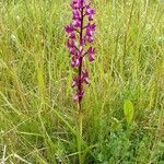 Anacamptis laxiflora habit picture by Pierre LEON (cc-by-sa)